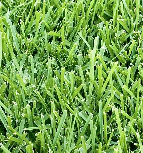 Custom outdoor landscaping with custom design in Columbia, SC by Source Landscaping & Lawn Care