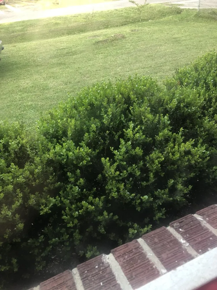 Expert yard cleanup service experts serving North Charleston, SC - Sourth Carolina Landscaping