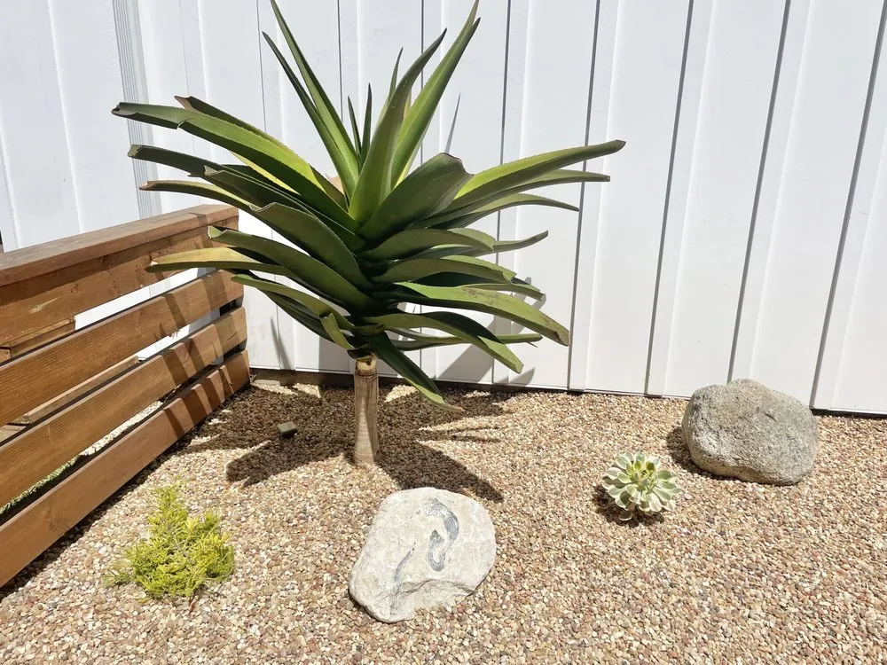 Reliable lawn care service for beautiful yards in Manhattan Beach, CA by South Bay Curb Appeal