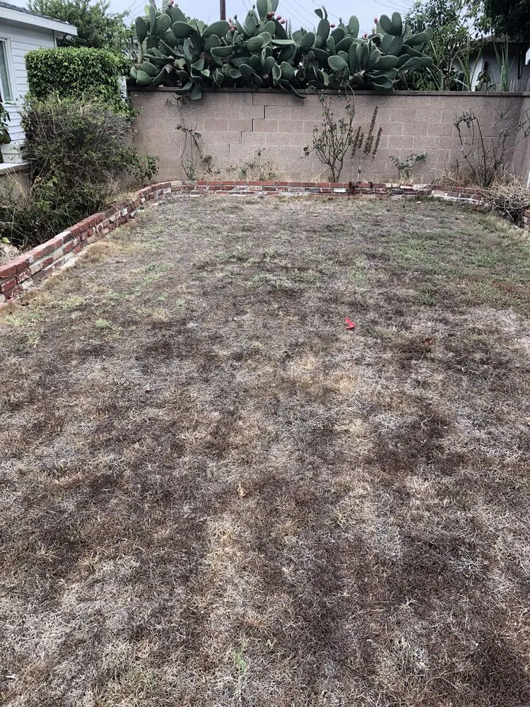 Custom yard cleanup service for beautiful yards across Manhattan Beach, CA - South Bay Curb Appeal