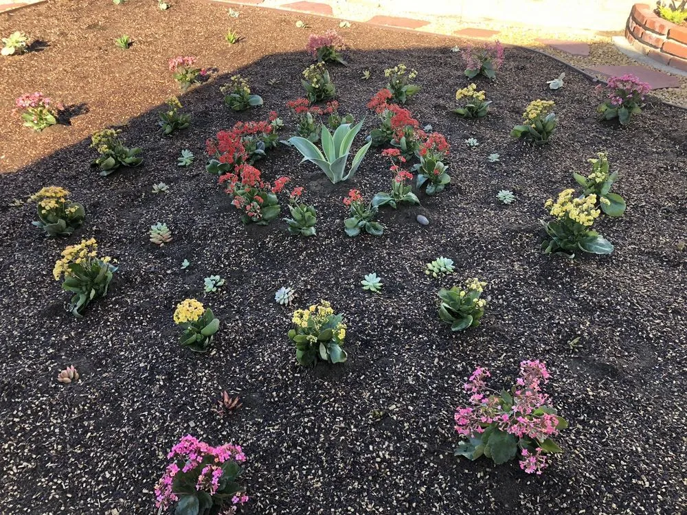 Expert landscape installation for year-round maintenance across Manhattan Beach, CA - South Bay Curb Appeal