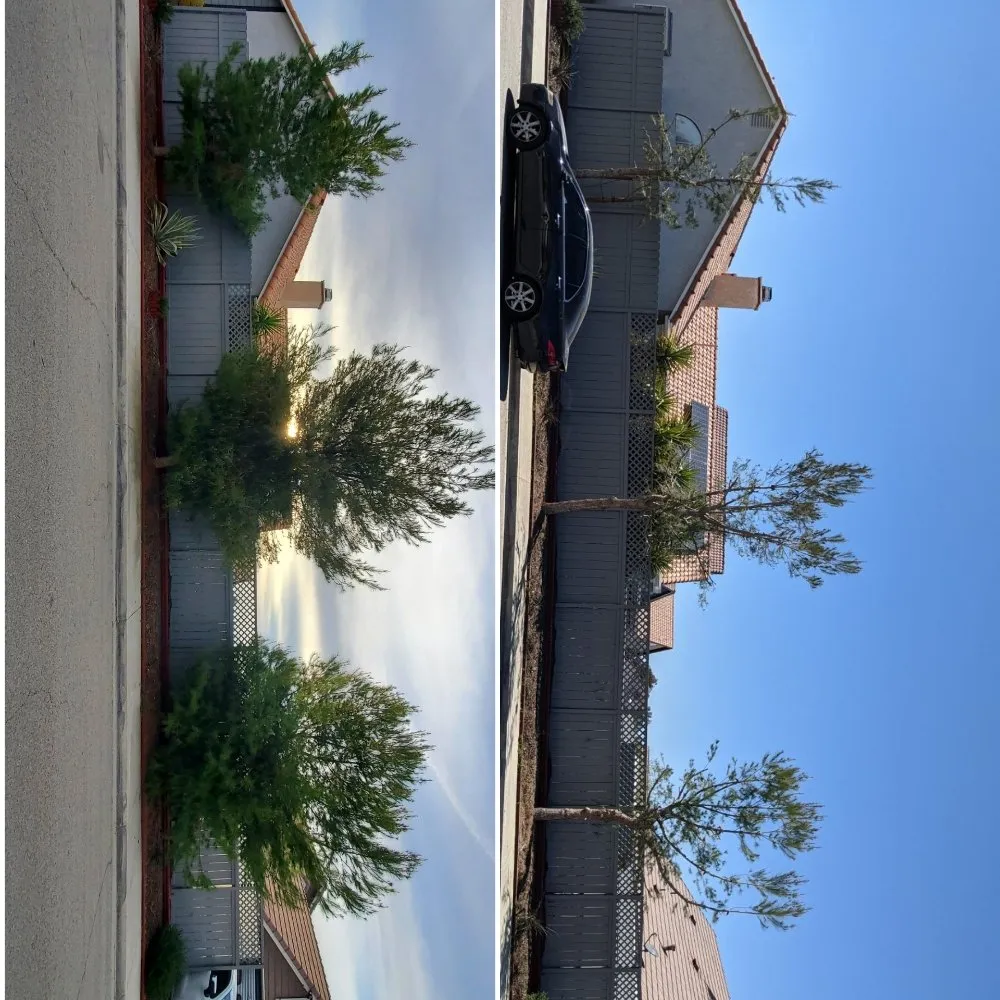 Trusted yard cleanup service for beautiful yards across Redondo Beach, CA - South Bay Lawn Care and Landscaping