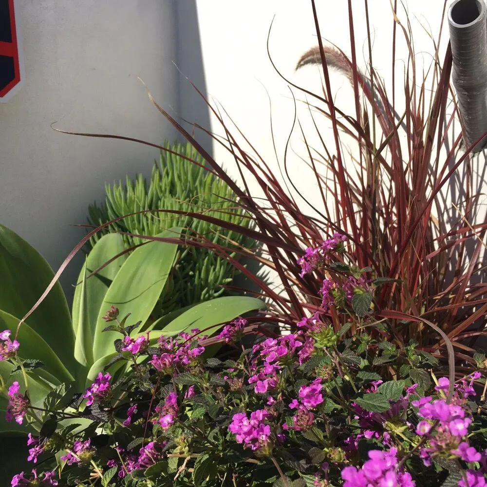 Expert lawn care service with custom design across Carson, CA - South Bay Roots