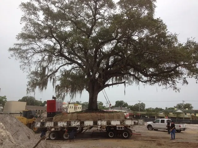 Local yard maintenance for homes in Lake Worth, FL by South Coast Grower