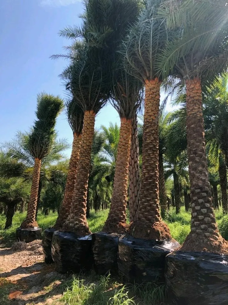 Custom garden landscaping experts serving Lake Worth, FL - South Coast Grower