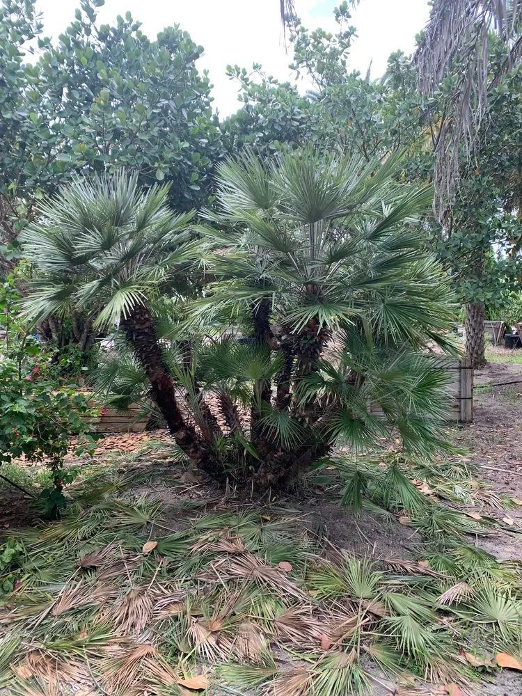 Top-rated residential landscaping experts serving Lake Worth, FL - South Coast Grower