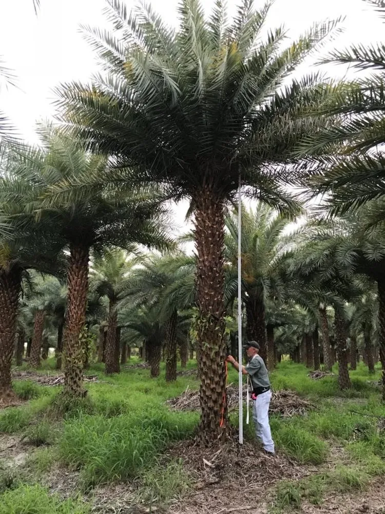 Affordable lawn mowing service near you across Lake Worth, FL - South Coast Grower