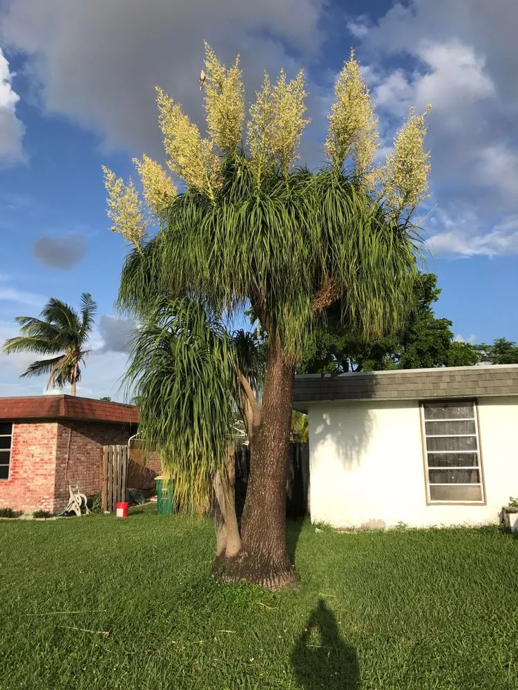 Affordable lawn care service near you in Lake Worth, FL by South Coast Grower