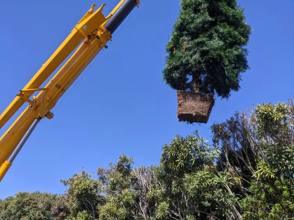 Expert yard maintenance experts serving San Clemente, CA - South county landscapes