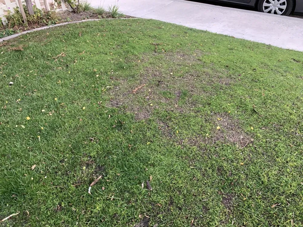 Expert residential landscaping in San Clemente, CA by South county landscapes