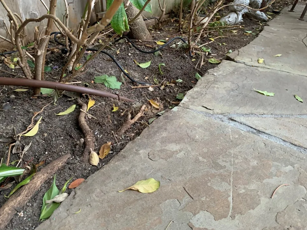 Reliable yard maintenance for homes across San Clemente, CA - South county landscapes