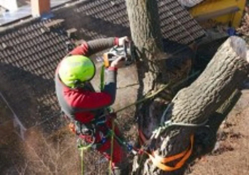 Professional yard maintenance experts serving Chesapeake, VA - South Eastern VA Tree Service