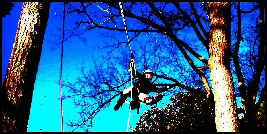 Top-rated yard maintenance experts serving Chesapeake, VA - South Eastern VA Tree Service