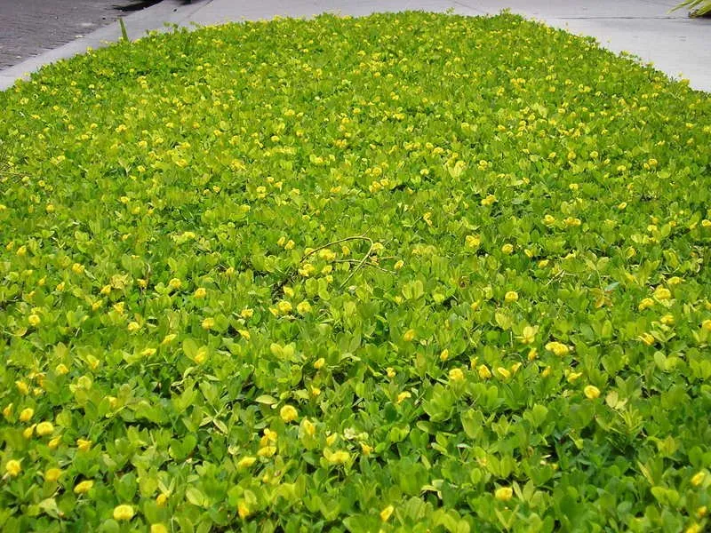 Local residential landscaping in Hollywood, FL by South FL Eco-Friendly Landscapes