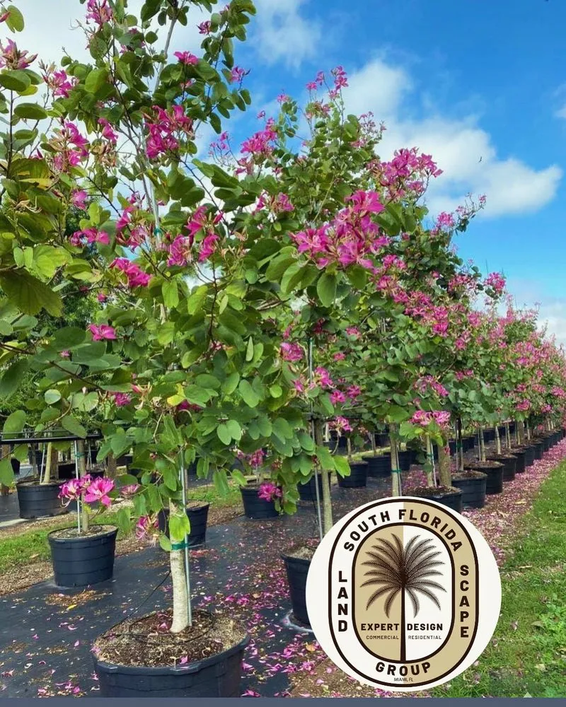 Top-rated landscape installation for year-round maintenance across Miami, FL - South Florida Landscape Group