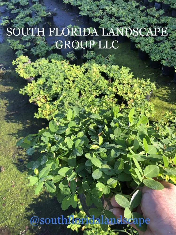 Affordable lawn mowing service in Miami, FL - South Florida Landscape Group