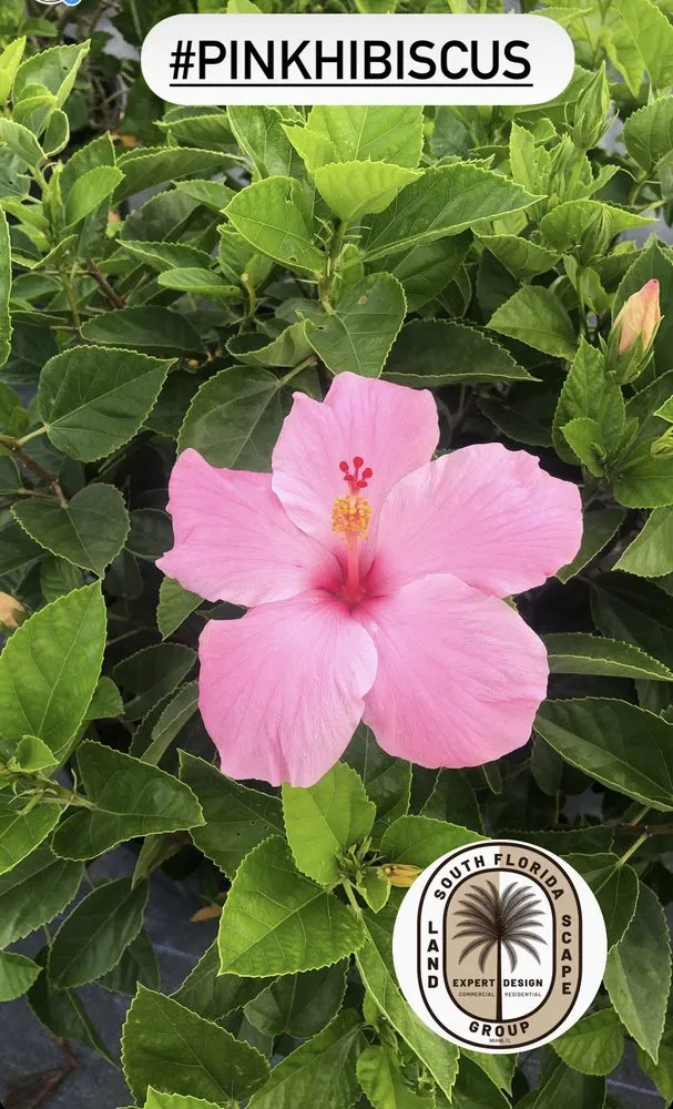 Expert garden landscaping in Miami, FL - South Florida Landscape Group