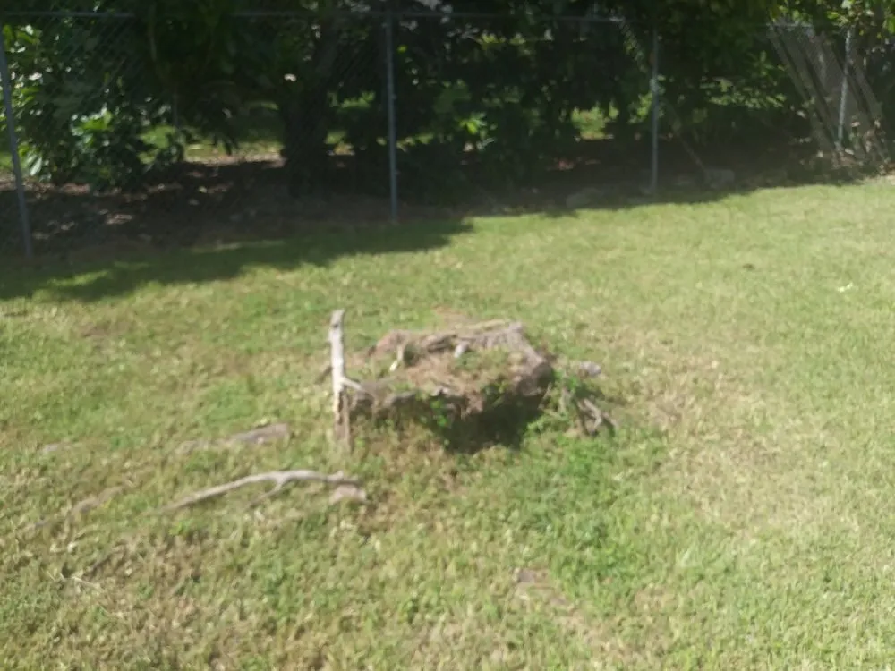 Custom yard cleanup service in Homestead, FL - South Florida Landscaping Services