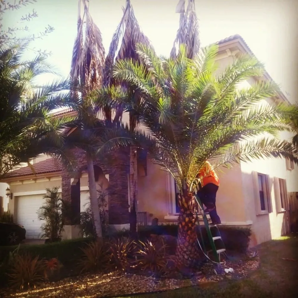Professional landscape design in Homestead, FL - South Florida Landscaping Services