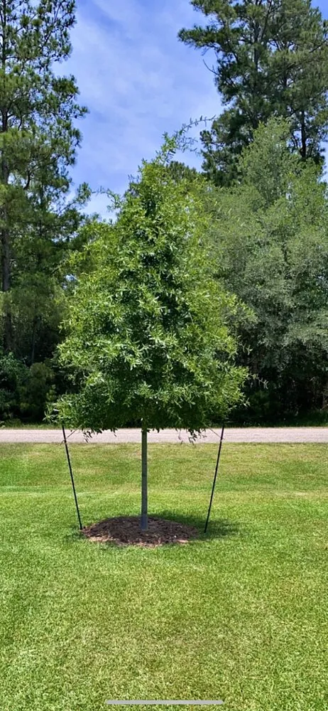 Expert yard cleanup service for year-round maintenance across Tomball, TX - South Heat Landscaping