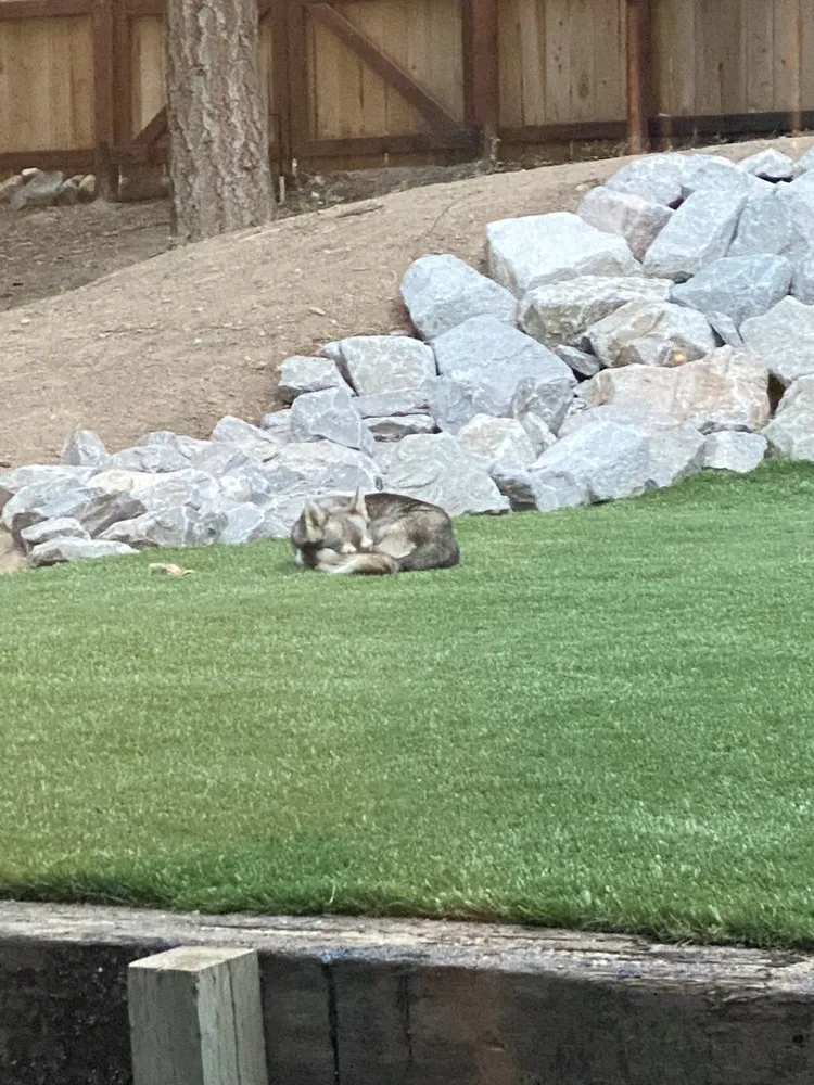 Expert lawn care service for year-round maintenance across South Lake Tahoe, CA - South Lake Landscaping