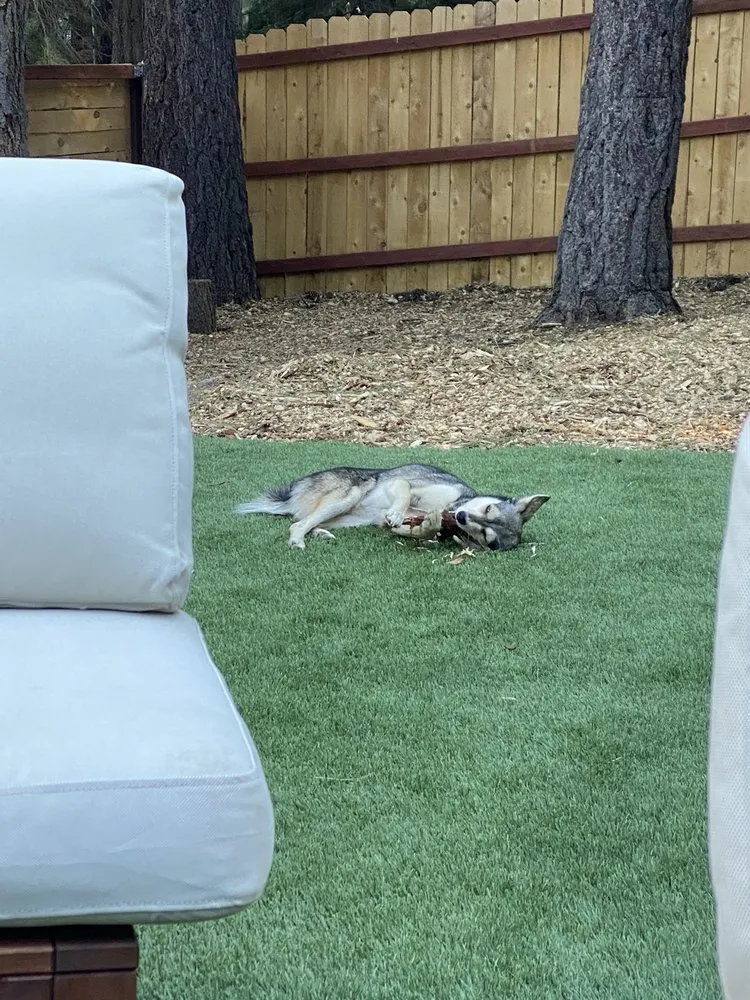 Affordable lawn mowing service in South Lake Tahoe, CA - South Lake Landscaping