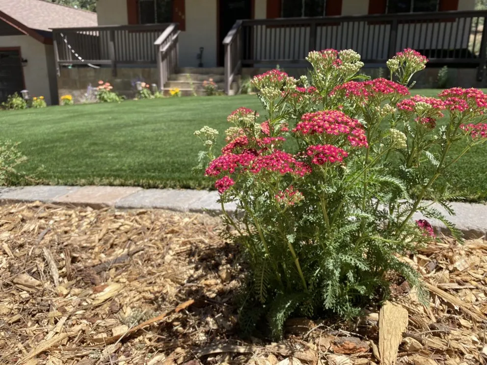 Expert yard cleanup service experts serving South Lake Tahoe, CA - South Lake Landscaping