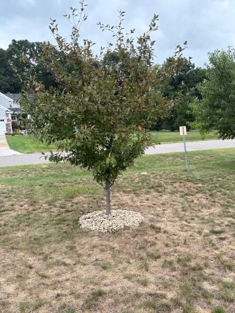 Reliable lawn care service experts serving Bloomingdale, MI - South Michigan Tree Services