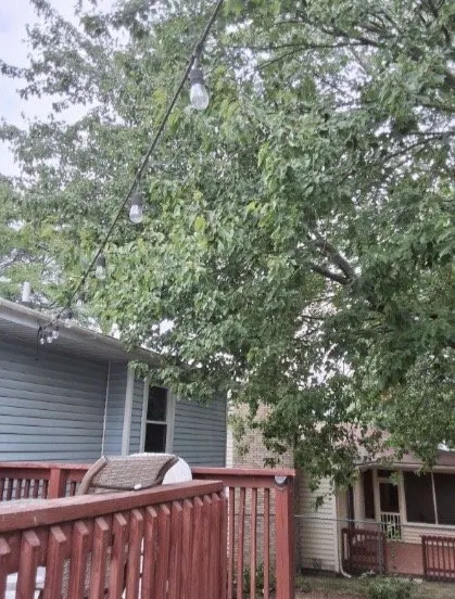 Professional yard cleanup service in Bloomingdale, MI - South Michigan Tree Services