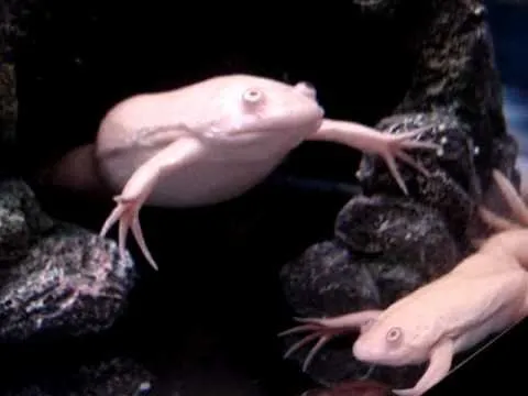 Local landscaping services for beautiful yards across Royalton, VT - South Royal Line Lawn Mowing Landcleaning and Snow