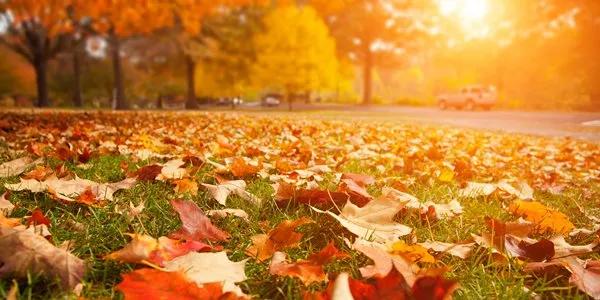 Expert yard cleanup service for outdoor upgrades across Milton, MA - South Shore Landscape