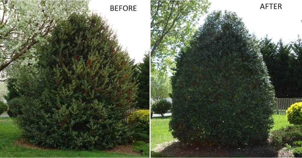 Affordable yard cleanup service for beautiful yards in East New Market, MD by South Side Land Management