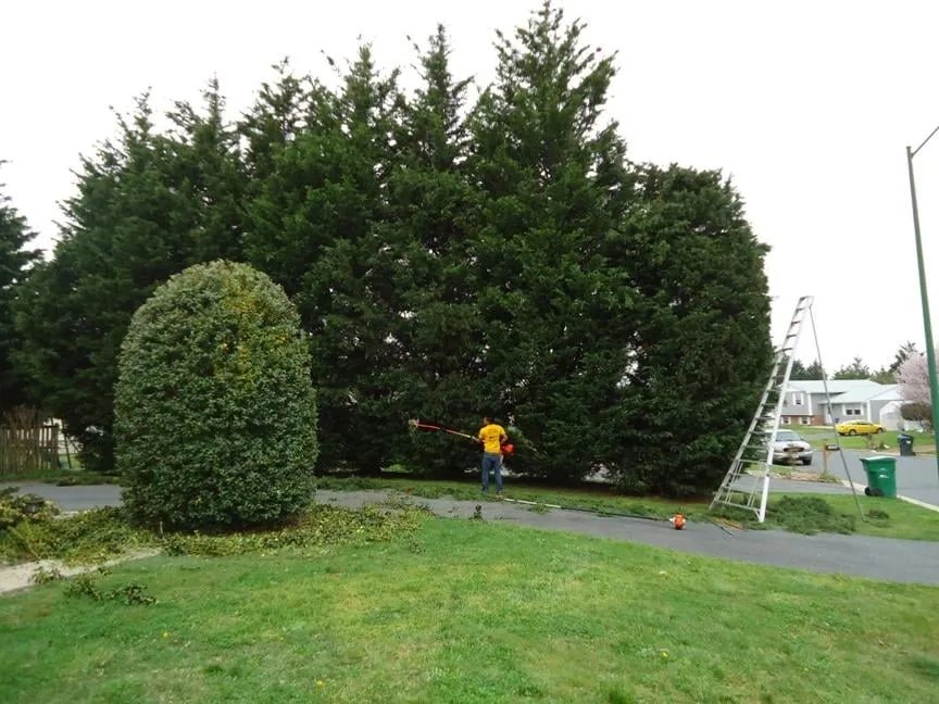Reliable yard cleanup service experts serving East New Market, MD - South Side Land Management