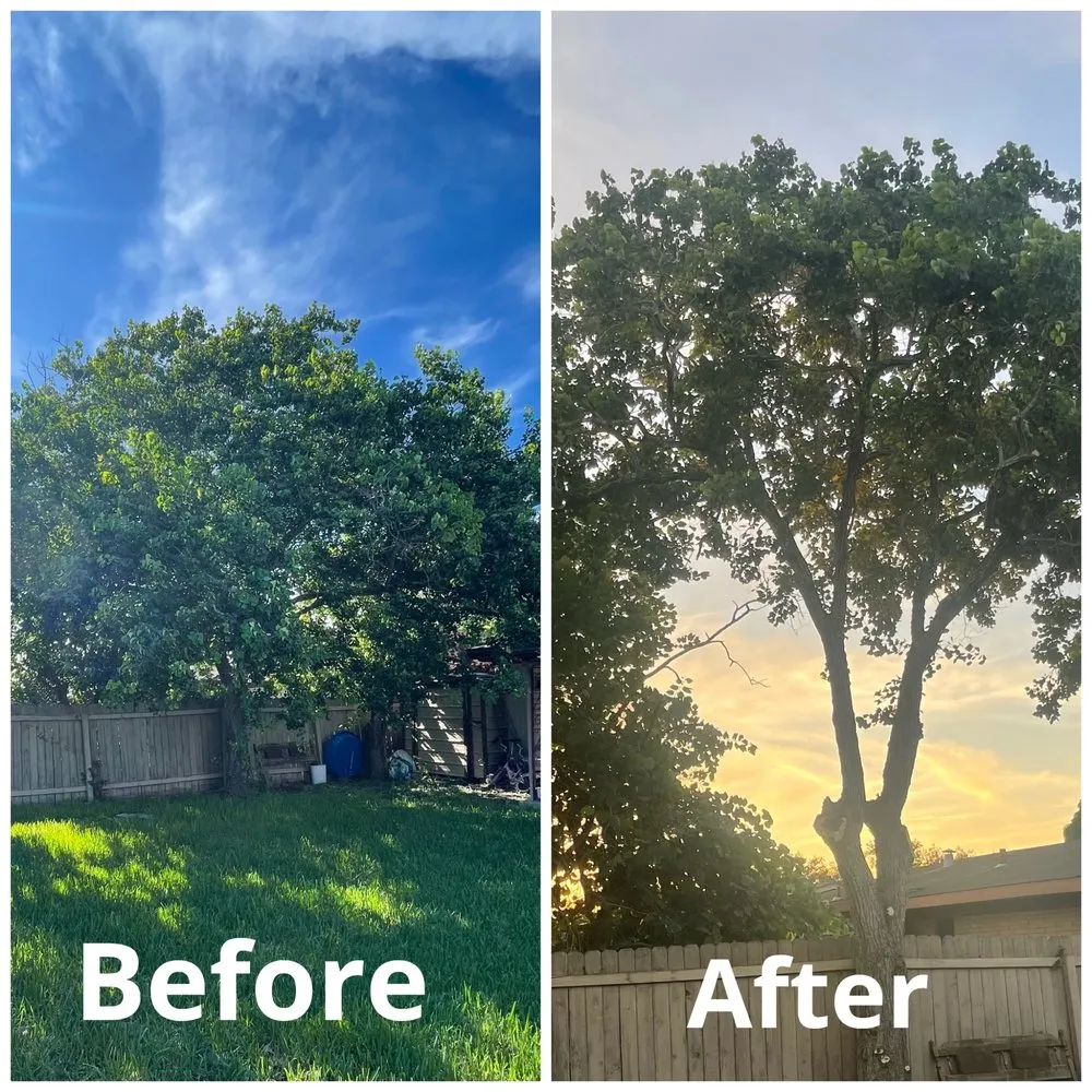 Affordable landscaping services experts serving Harlingen, TX - South Texas Cutters