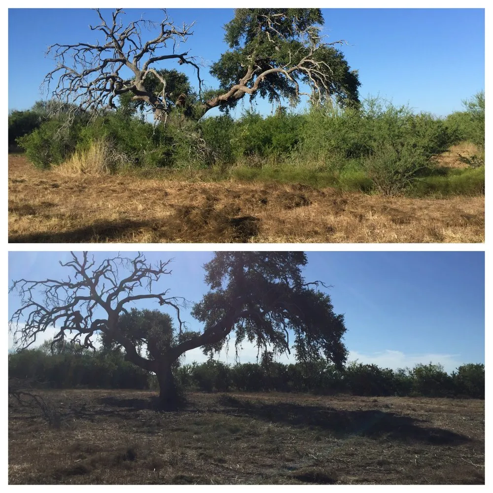 Affordable landscape design in Beeville, TX - South Texas Land Clearing
