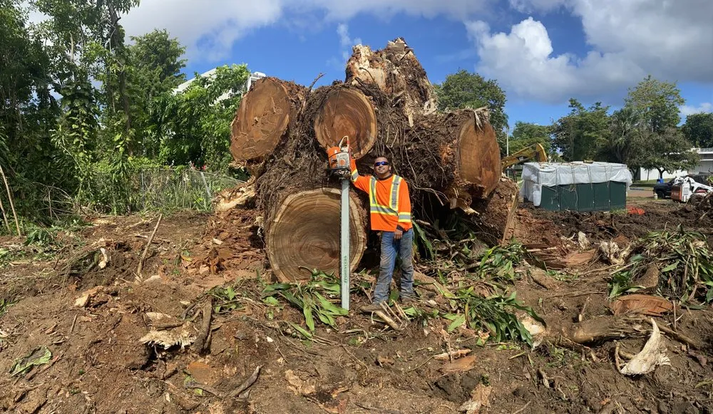 Top-rated yard cleanup service in San Antonio, TX - South Texas Tree Service