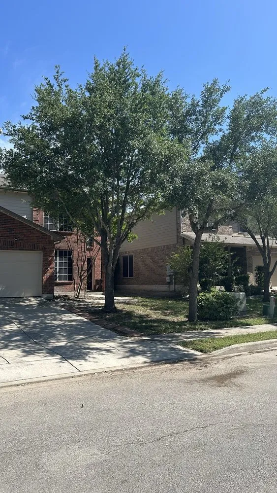 Reliable lawn care service in San Antonio, TX - South Texas Tree Service