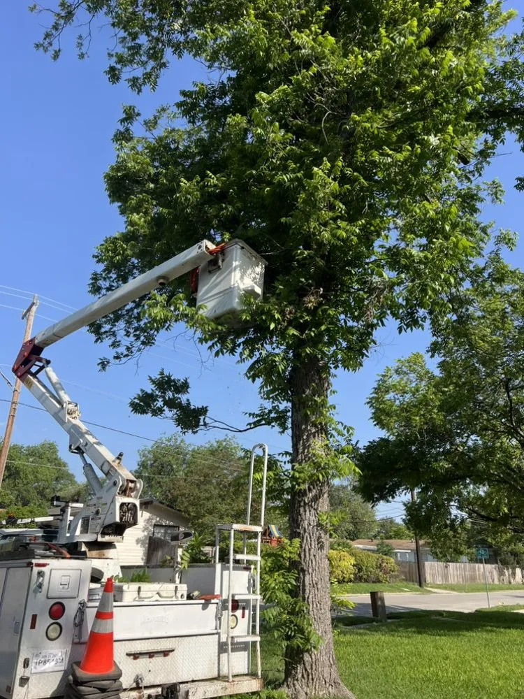 Top-rated lawn care service for beautiful yards in San Antonio, TX by South Texas Tree Service
