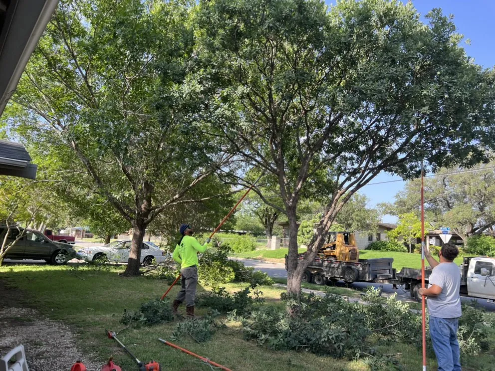 Top-rated lawn care service experts serving San Antonio, TX - South Texas Tree Service