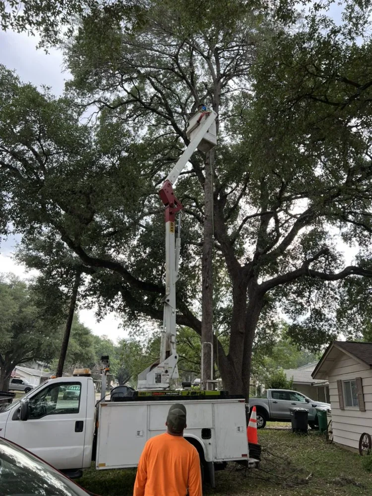 Professional outdoor landscaping for residential properties in San Antonio, TX by South Texas Tree Service