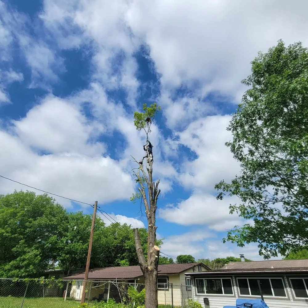 Reliable lawn mowing service with custom design in San Antonio, TX by South Texas Tree Service