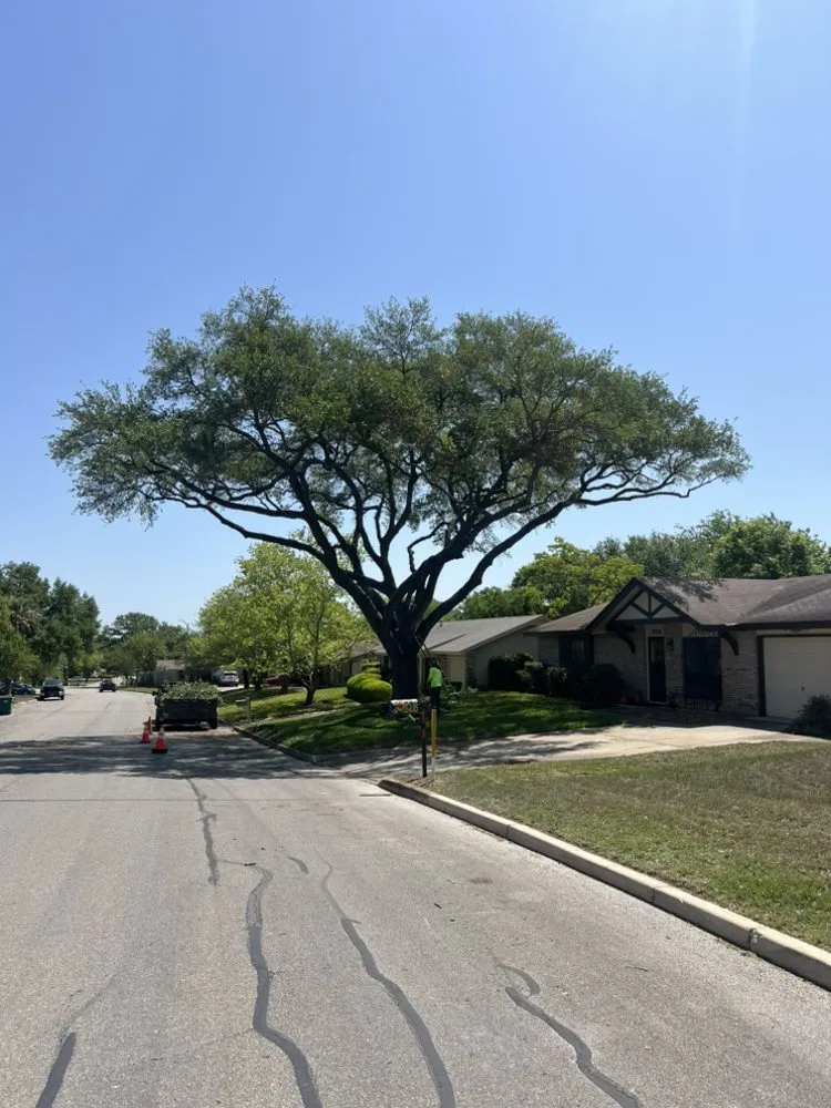 Local yard cleanup service experts serving San Antonio, TX - South Texas Tree Service