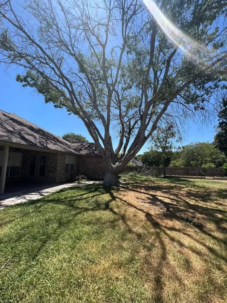 Affordable residential landscaping experts serving San Antonio, TX - South Texas Tree Service