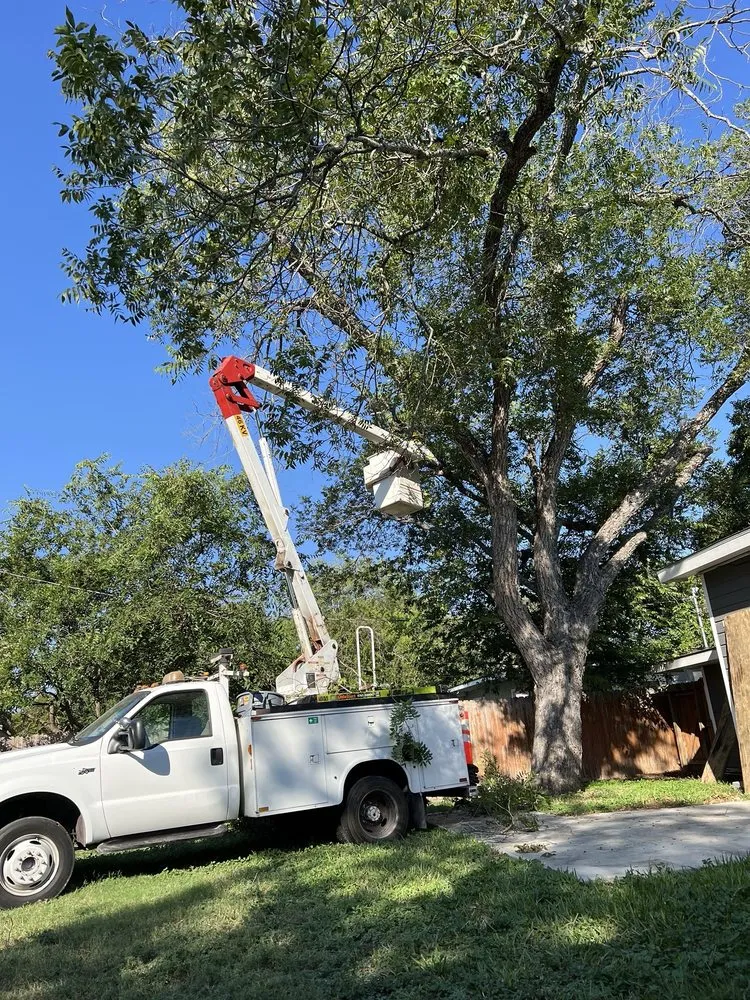 Custom yard cleanup service in San Antonio, TX - South Texas Tree Service