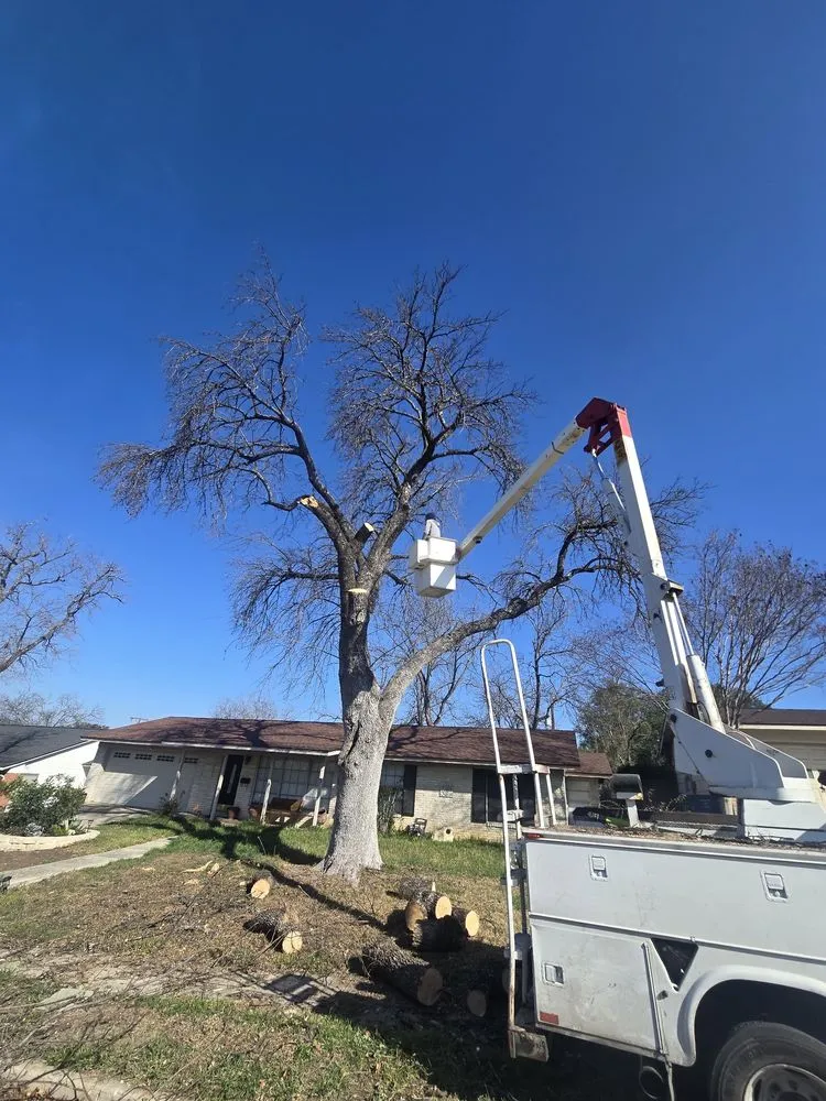 Expert lawn care service for residential properties in San Antonio, TX by South Texas Tree Service