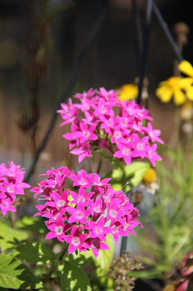 Local yard maintenance experts serving Ocoee, FL - South Tide Services