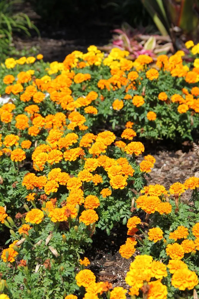 Local outdoor landscaping with custom design across Ocoee, FL - South Tide Services