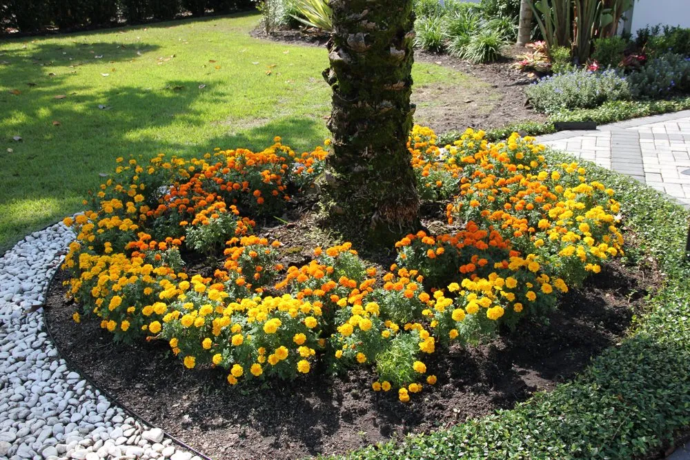 Reliable outdoor landscaping for residential properties in Ocoee, FL by South Tide Services