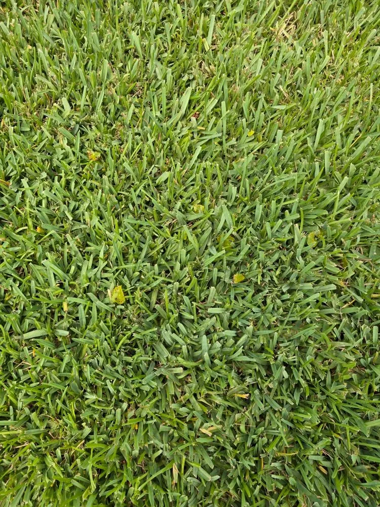 Local outdoor landscaping in Holiday, FL by Southard Lawn Care