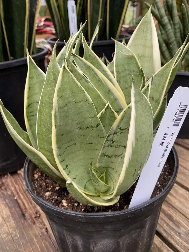 Custom outdoor landscaping for beautiful yards across Murfreesboro, TN - Southbranch Nursery